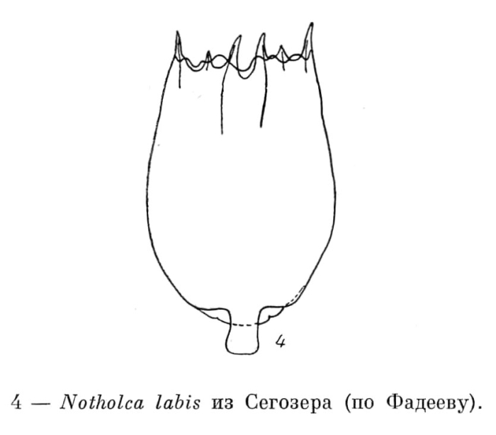 Notholca labis