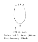 Notholca labis