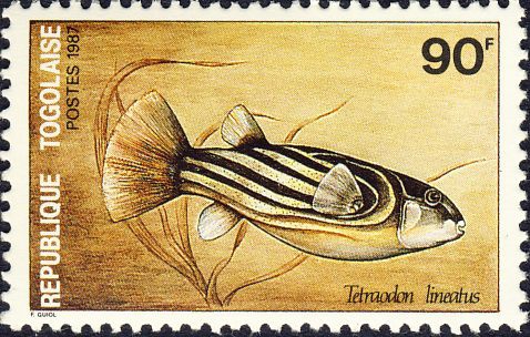 Tetraodon lineatus Tetraodon lineatus