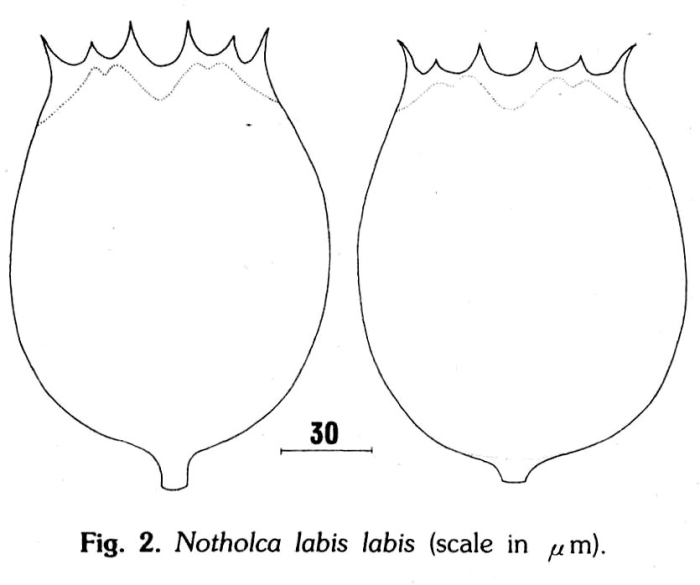 Notholca labis Notholca labis