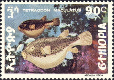 Tetraodon maculatus Tetraodon maculatus