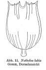 Notholca labis