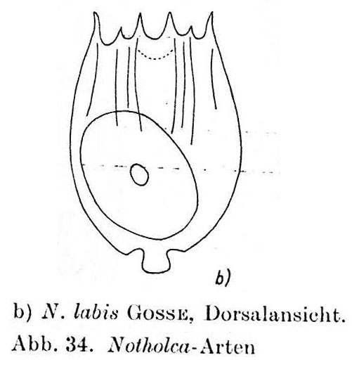 Notholca labis