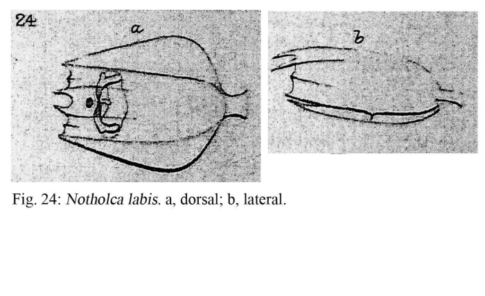 Notholca labis - Original description image