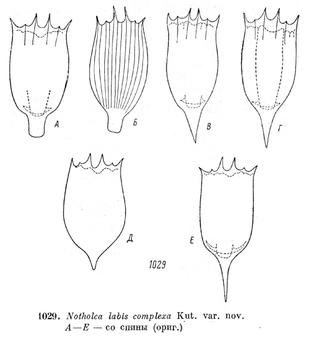 Notholca labis var. complexa - Original description image