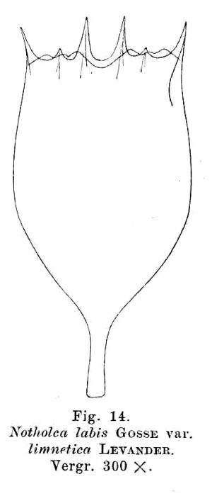 Notholca labis var. limnetica