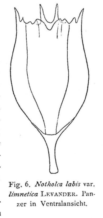 Notholca labis var. limnetica Notholca labis var. limnetica