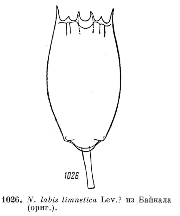 Notholca labis var. limnetica