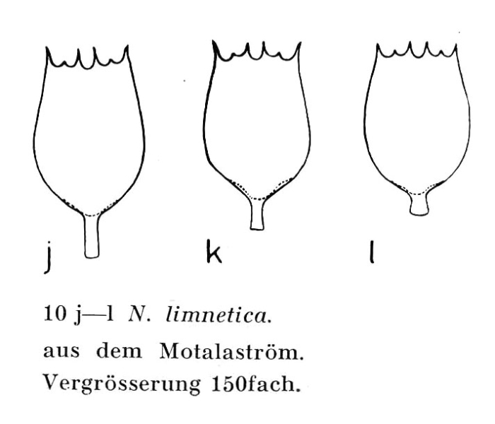 Notholca labis var. limnetica