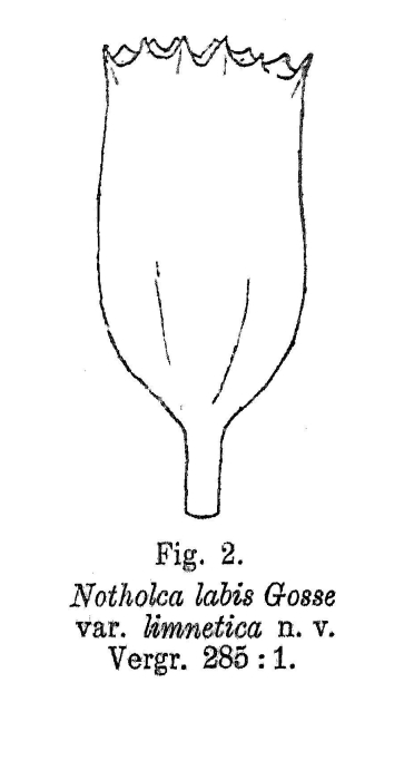 Notholca labis var. limnetica - Original description image