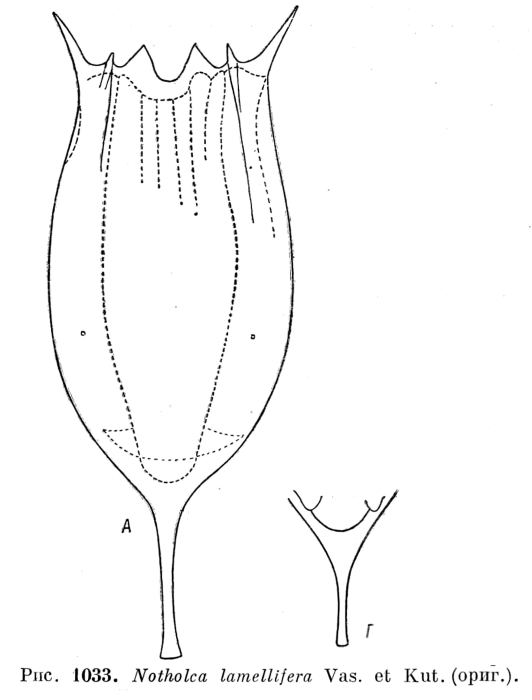 Notholca lamellifera