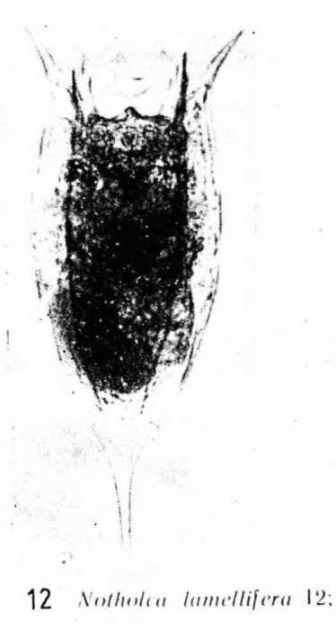 Notholca lamellifera Notholca lamellifera
