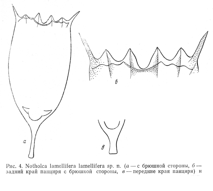 Notholca lamellifera - Original description image