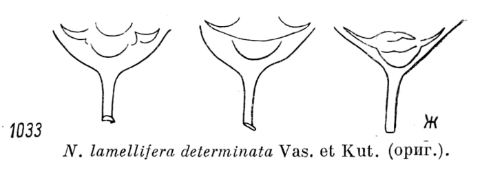 Notholca lamellifera determinata