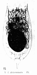 Notholca lamellifera determinata