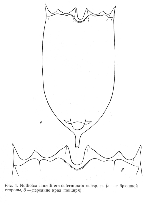 Notholca lamellifera determinata - Original description image