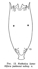 Notholca lamellifera jashnovi - Original description image