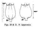 Notholca lapponica