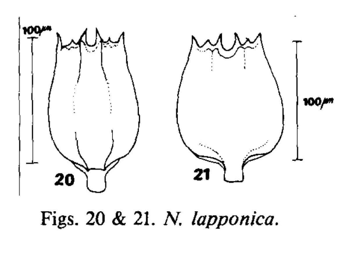 Notholca lapponica