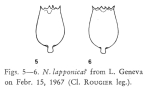 Notholca lapponica