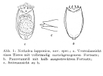 Notholca lapponica - Original description image