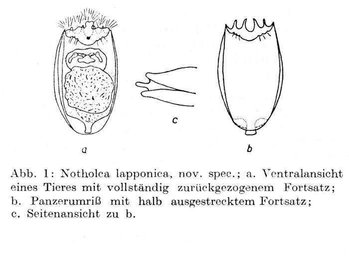 Notholca lapponica - Original description image