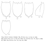 Notholca latistyla