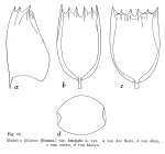 Notholca latistyla - Original description image