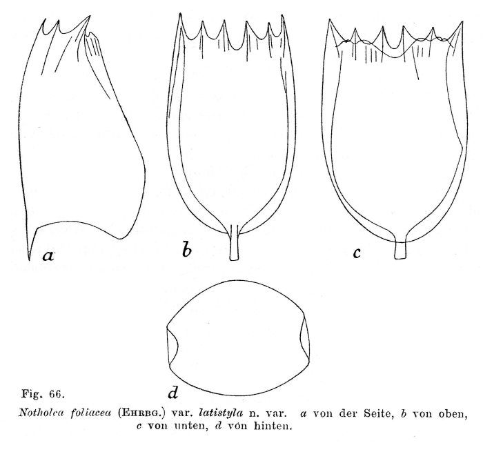 Notholca latistyla - Original description image