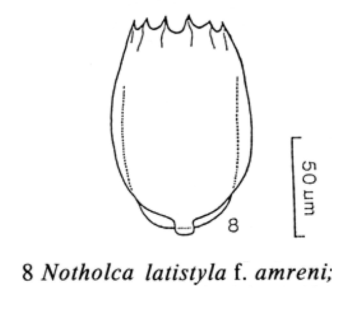 Notholca latistyla f. amreni