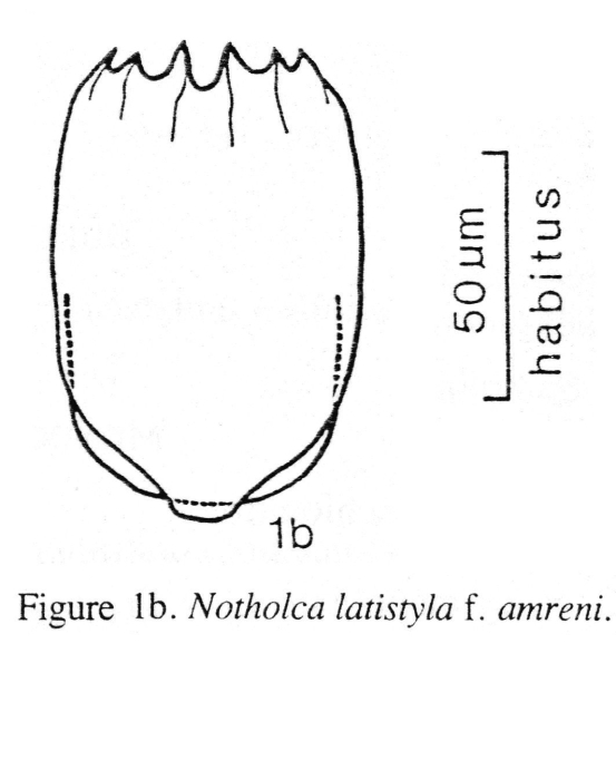 Notholca latistyla f. amreni - Original description image