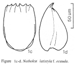 Notholca latistyla f. ecauda - Original description image