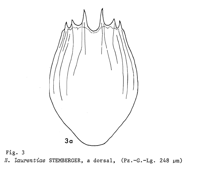 Notholca laurentiae