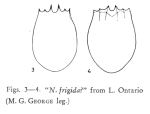 Notholca laurentiae