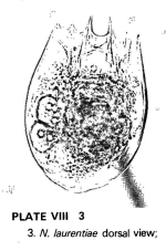 Notholca laurentiae