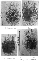 Notholca laurentiae
