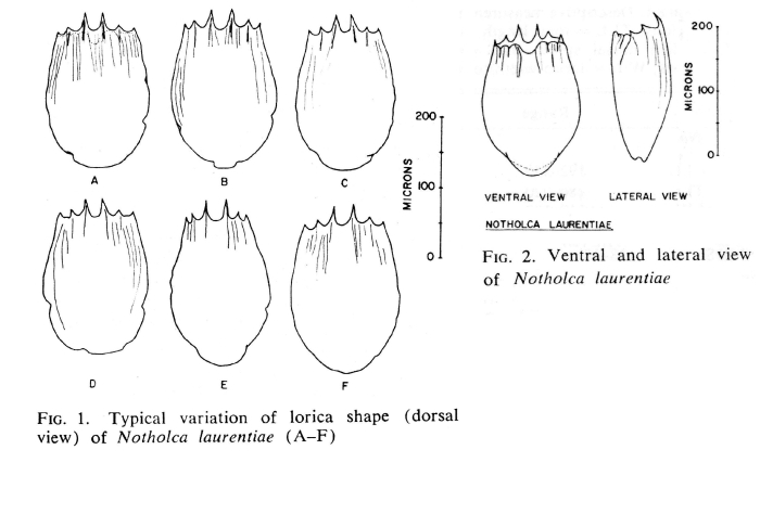 Notholca laurentiae - Original description image