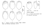 Notholca laurentiae