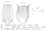 Notholca liepetterseni
