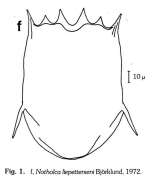 Notholca liepetterseni