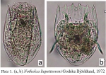 Notholca liepetterseni