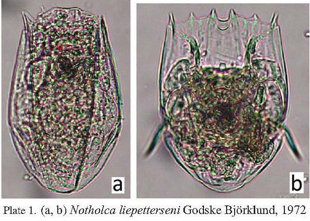Notholca liepetterseni