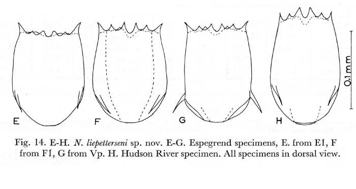Notholca liepetterseni - Original description image