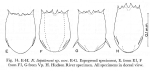 Notholca liepetterseni