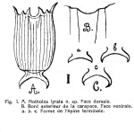 Notholca lyrata - Original description image