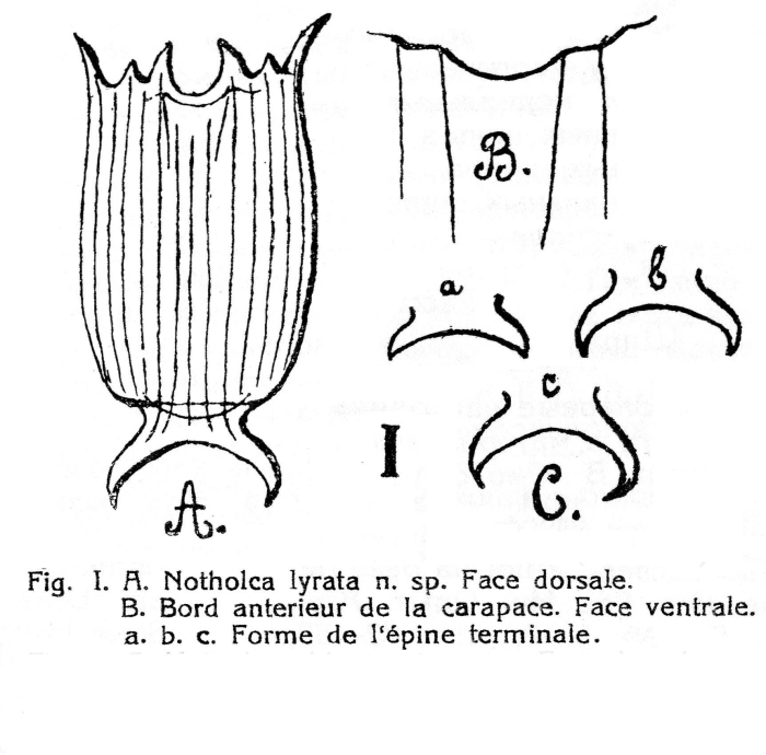 Notholca lyrata - Original description image