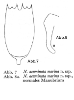 Notholca marina - Original description image