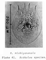Notholca michiganensis