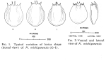 Notholca michiganensis