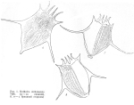 Notholca olchonensis